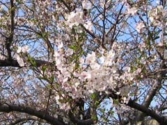 今日の桜