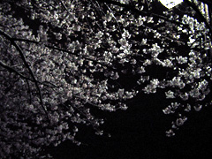 夜桜