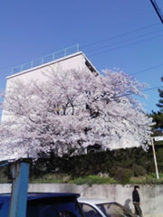 今日の桜 2