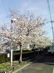 今日の桜 3