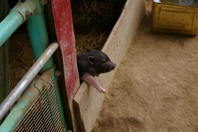 三段池動物園