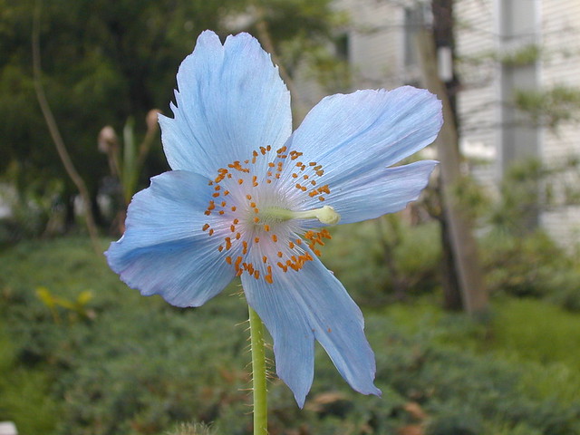 Meconopsis