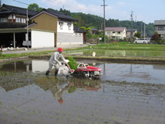 田植え