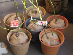 植え替え作業