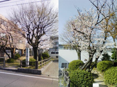 桜