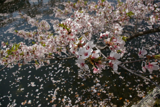 九華公園