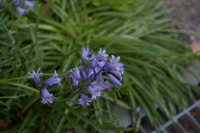 Scilla hispanica