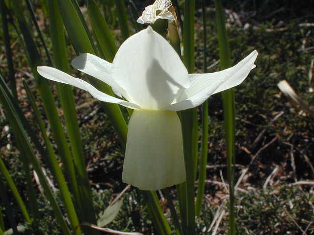 秘密の花園2011年版