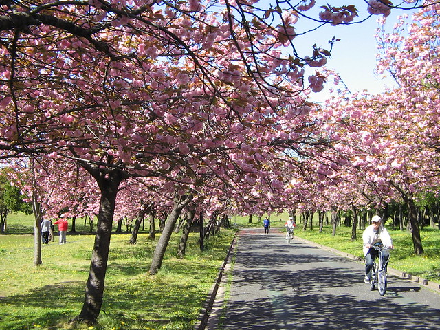 庄内緑地公園の八重桜