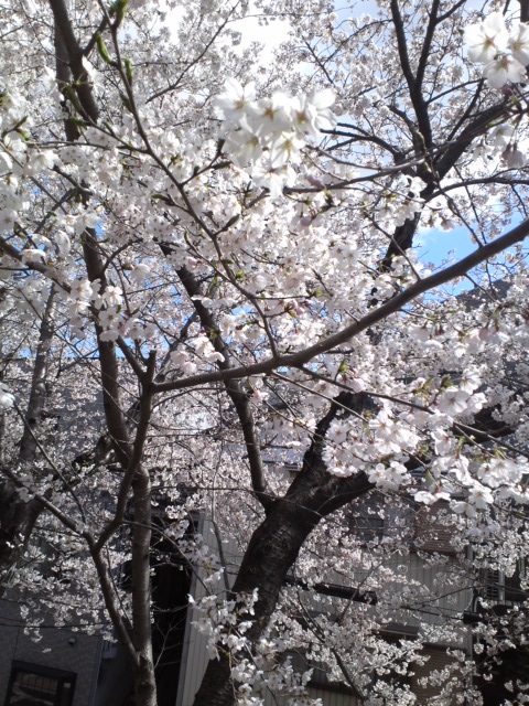 眞好天神社の桜