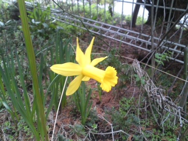 秘密の花園