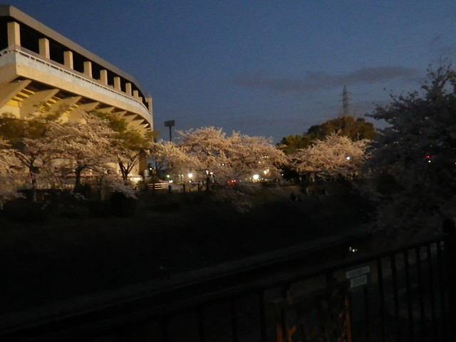 山崎川の夜桜