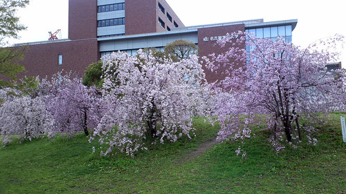 枝垂桜再び