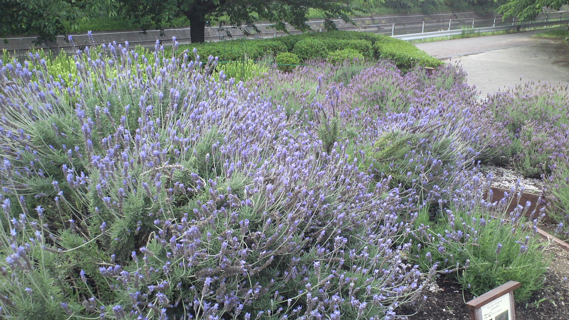 荒子川公園