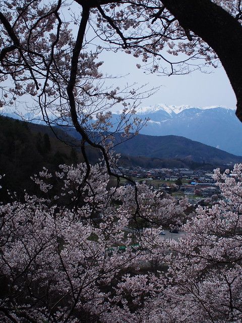 高遠の桜