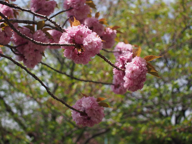 大瀬子公園