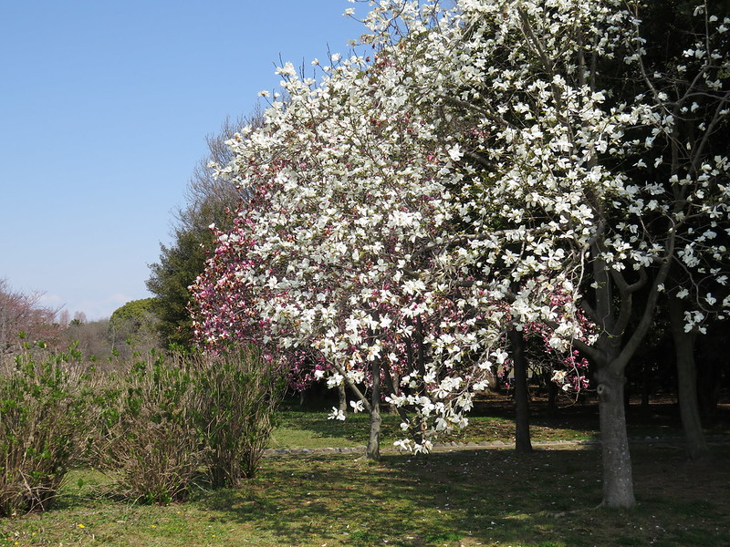 庄内緑地公園