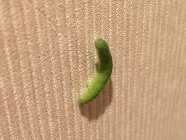 アオムシ