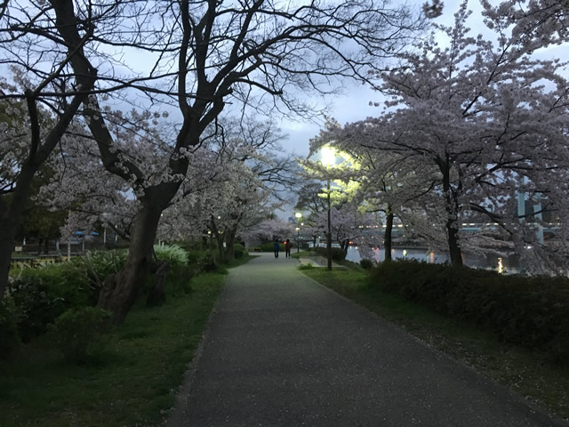 黄昏時の桜