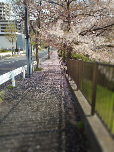 桜道