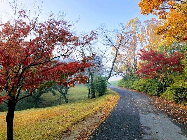 大高緑地の紅葉