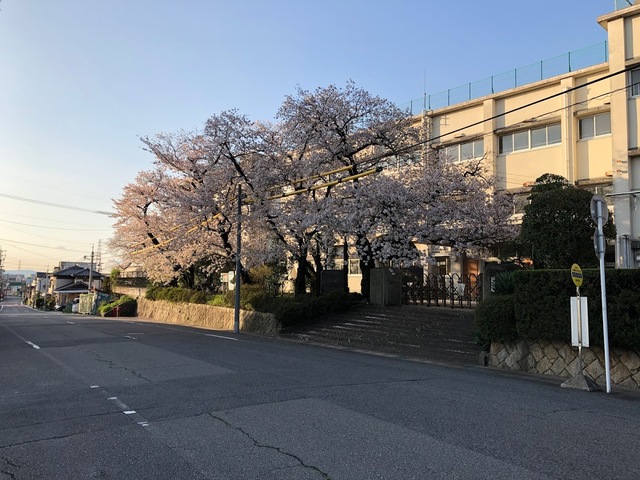 桜